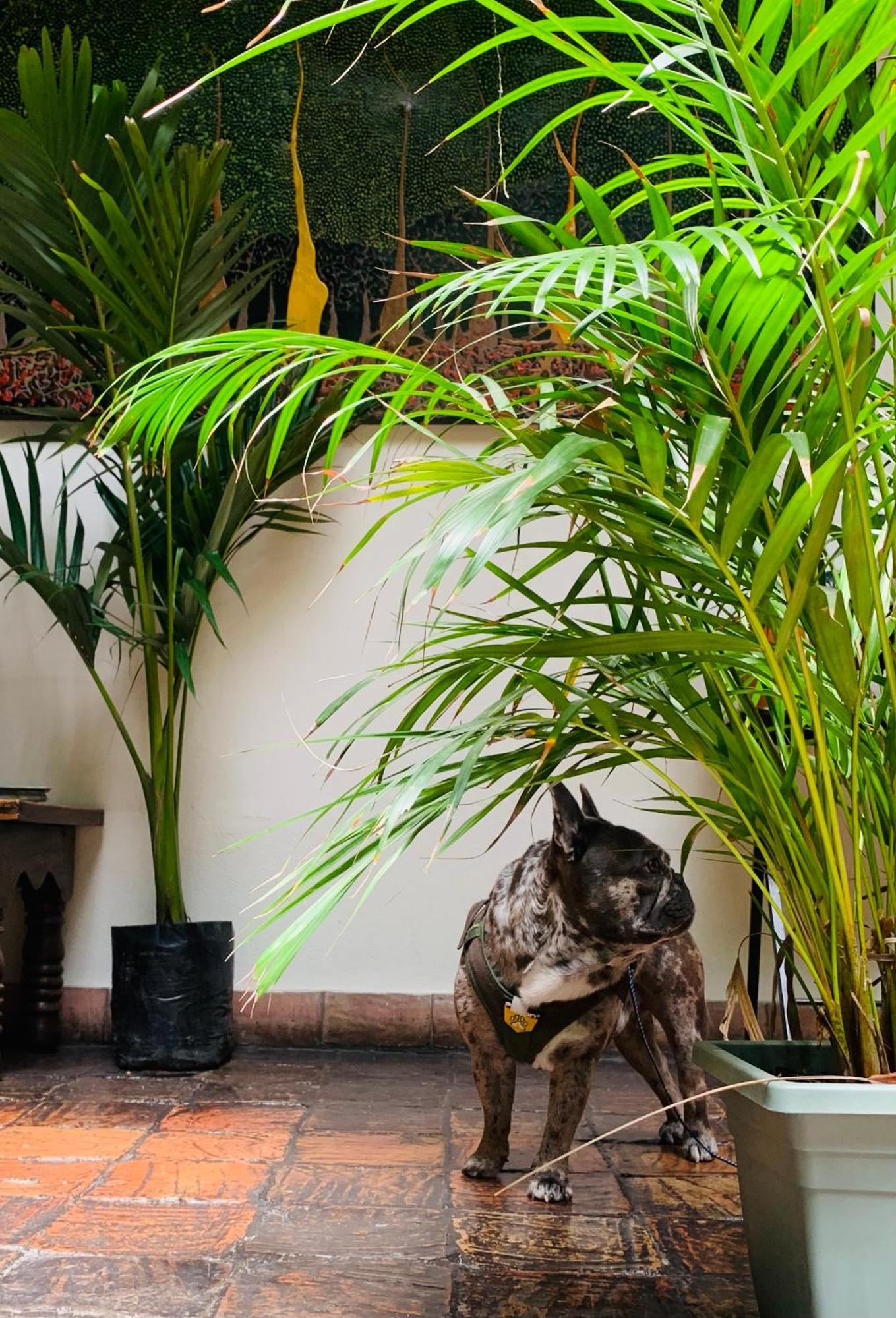 تونخا Hotel Posada De San Agustin المظهر الخارجي الصورة